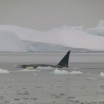 Antarctique : A la rencontre d'un orque