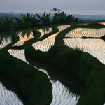Lovina Beach (île de Bali) - Indonésie : Les rizières en terrasses