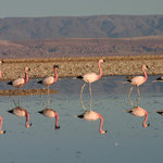 San Pedro d'Atacama - Chili : Les flamands roses dans les lagunes