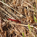 Libellule rouge le long du canal