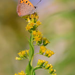 Lycaena phlaeas