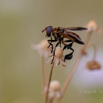 Tricophoda pennipes