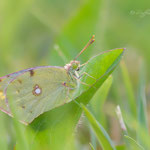 Colias crocea