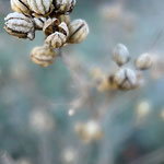 Kälte und Frost