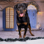 Hilde