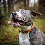 Roka, Amstaff