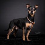 Rudi