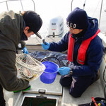 釣れたらすぐに作業に移ります