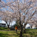 桜は良いなー・・・