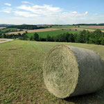 Ausblick FeWo und Umgebung Bernhardswald