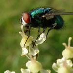 Fliege auf Blüte