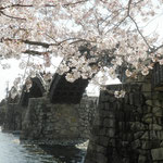 これが　ザ錦帯橋の桜　でしょうか！