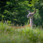 Rotwild im Sommer