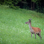 Junger Hirsch im Sommer