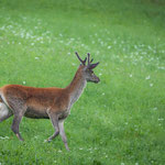 Junger Hirsch im Sommer