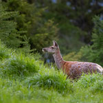 Rotwild im Frühjahr 