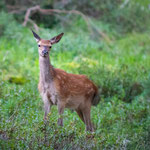 Rotwild Kalb im Herbst