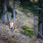 Hirsch in der Brunft