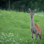 Junger Hirsch 