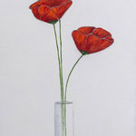 Coquelicots MEP (Réf. 258)