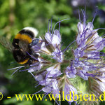 Bienenweide - Phacelia mit Erdhummel - polilektisch