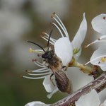 Erdbiene, Andrena ... auf Schlehe