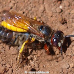 Bienenwolf mit Beute am Nest gelandet