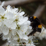 Erdhummel - Bombus terrestris: auf Schlehe