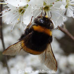 Erdhummel - Bombus terrestris: auf Schlehe