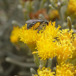 Wildbiene auf der Seidenhaarigen Schizogyne