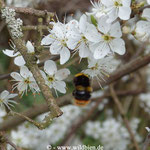 Wiesenhummel - Bombus pratorum; Königin sammelt Nektar auf Schlehe