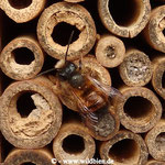 Rostrote Mauerbiene - Osmia bicornis: Männchen gönnt sich eine Pause beim Schwärmen