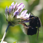 Hummel der Kanaren, Bombus canariensis, auf Hornklee