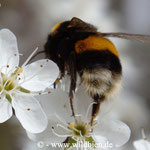 Erdhummel - Bombus terrestris: auf Schlehe