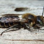 NatternkopfMauerbiene - Osmia adunca - Männchen/male