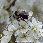 Aschgraue Erd- oder Sandbiene, Andrena cineraria an Schleheblüte