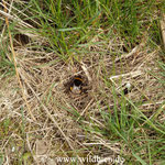 Erdhummel - Bombus terrestris: Pause bei der Nestsuche