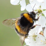 Erdhummel - Bombus terrestris: auf Schlehe