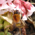 Ackerhummel - Königin im Frühjahr bei der Nahrungsaufnahme - unser Garten