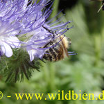 Bienenweide - Phacelia mit Wiesenhummel - polilektisch