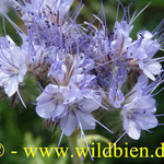 Bienenweide - Phacelia: die universellste Bienenfutterpflanze