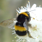 Erdhummel - Bombus terrestris: auf Schlehe