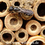 Hahnenfuss Scherenbiene - Osmia florisomnis: