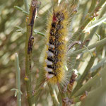 Una larva con un insecto - cerca El Teide