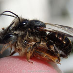 Gehörnte Mauerbienen - Osmia cornuta - Paarungsbeginn am Wildbienenhaus - Wildbienen stechen nicht! Die Antwort auf diese Frage bekommen Sie im  Laufe meines Vortrages!