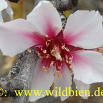 Mandelblüte - Pollen und Nektar bilden die Nahrungsgrundlage der Wildbienen u.a.m.