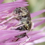 Wildbienen auf Diestelblüte