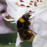 Hummel - vmtl. Keusche Schmarotzerhummel - verköstigt sich am Rhododendron - (muss ggf. noch präzisiert werden)