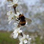 Erdhummel - Bombus terrestris: 