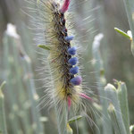 Una larva con un insecto - cerca El Teide